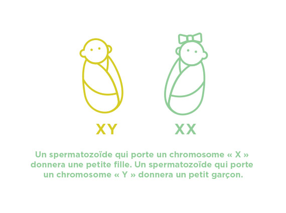 570_Reproduction_Save_FR